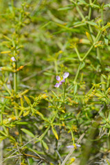 centaurium tenuiflorum pink flowers close up
