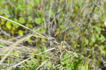 Clos up of dragonfly on the grass, nature wildlife animal insect