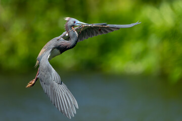 Tricolored Heron in flight with nesting twigs