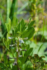 close up of a fava bean plant flower in agrden