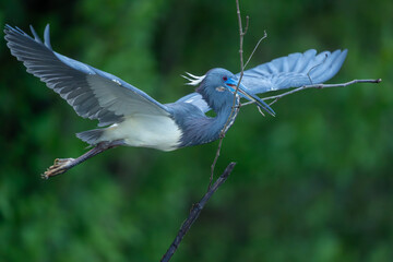 Tricolored Heron in flight with nesting twigs