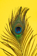 Obraz premium Peacock feathers on yellow background