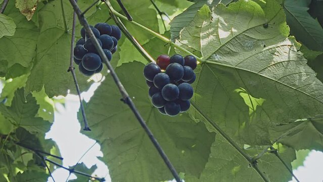 Close up of a bunch of organic grown grapes shot from below. Backlit. Handheld footage. . High quality 4k footage