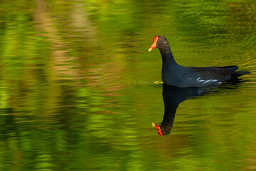 American coot