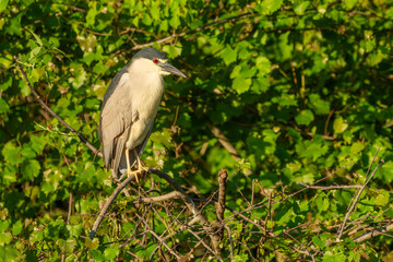 Black-crowned night heron Perched don a tree branch
