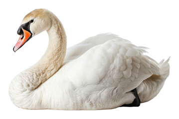 Swan waterfowl animal bird. - obrazy, fototapety, plakaty