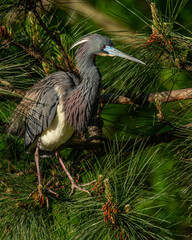 Close-up of Tricolored Heron with mating plumage