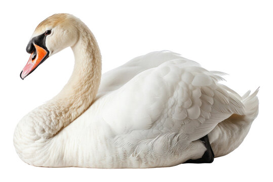 Swan waterfowl animal bird.