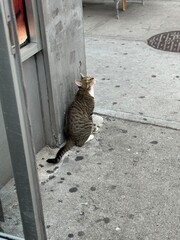 Cat on the street