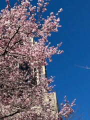 blossomBlossom cherry tree