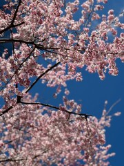 blossom spring pink tree