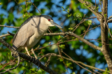 Black-crowned night heron perched on a tree branch