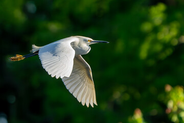 Snowy Egret flying