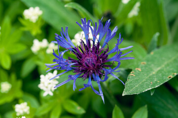 Blaue Kleeblüte