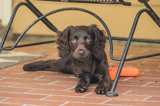 A boykin spaniel puppy playing in the back yard.