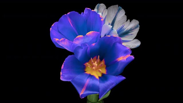 Amazing blue tulip flowers blooming on white background. Wedding backdrop, Valentine's Day concept. Mother's day, Holiday, Love, birthday