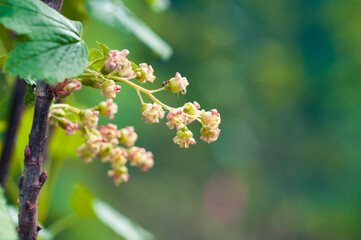 Johannisblüte im Frühling