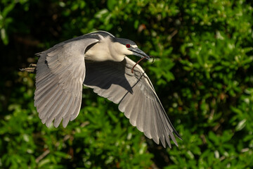 Black-crowned night heron flying