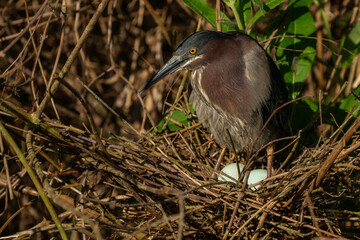 Green heron perched on nest with two eggs