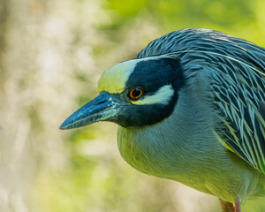 Yellow-crowned night heron
