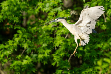 Black-crowned night heron landing