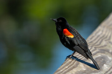Red-winged Blackbird