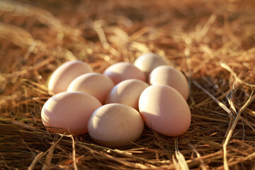 Duck eggs on the farm for cooking and the soft sunlight in the morning.Duck eggs on a pile of straw