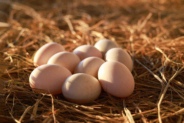 Duck eggs on the farm for cooking and the soft sunlight in the morning.Duck eggs on a pile of straw