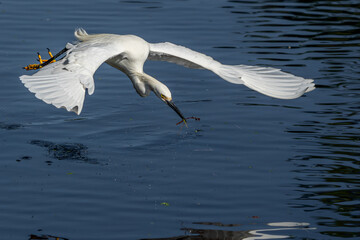 Snowy Egret picking up twigs for a nest