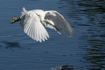 Snowy Egret picking up twigs for a nest