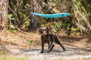 A boykin spaniel puppy playing in the back yard.
