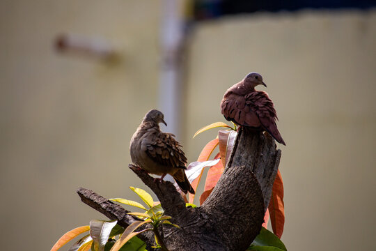 Aves columbina ou pomba rolinha. Brasil	
