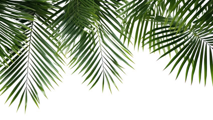 PNG Palm plants backgrounds outdoors nature
