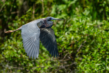 Tricolored Heron in flight with nesting twigs