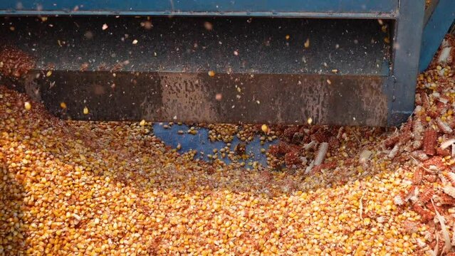 Maize seeds and husks are threshed in the machine.