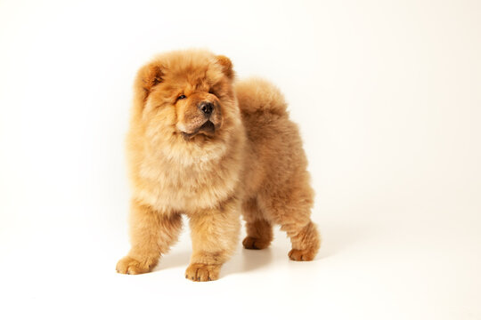 Cute fluffy red chow puppy, studio shot on a white background. High caliber chow chow puppy.