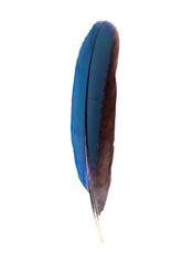 Beautiful blue feather transparent png