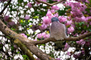 City pigeon on a blooming branch 