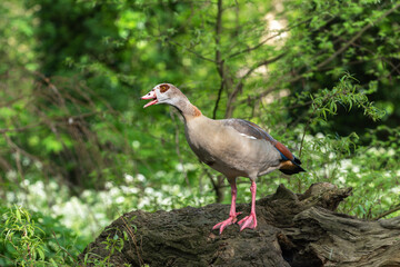 An adult female Nile or Egyptian goose (Alopochen aegyptiaca) cackles while standing on the trunk of a fallen tree in the forest - 787448902