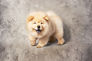 Cute fluffy chow puppies of light beige color on a gray background, with concrete texture, studio shot. Highly purebred Chow puppies, breeding Chow breed.