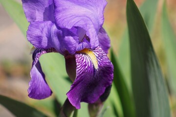 vivid purple iris
