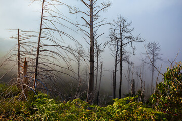 Obraz premium Dead forest in mist landscape, Madeira