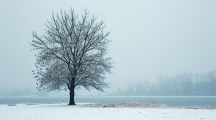 The picture of the single tree that has been covered with white snow in the middle of the empty snow land in the winter season and light from the sun can make everything bright clear on land. AIGX03.