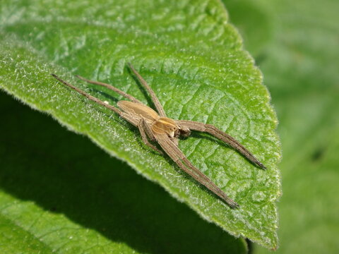 European nursery web spider (Pisaura mirabilis), male resting with outstretched legs on a catmint leaf