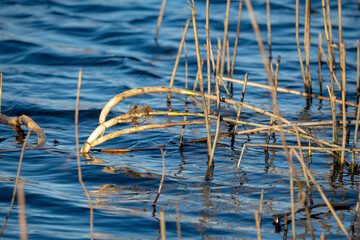 Waterfront with rippling water surface and yellowed grass on a sunny day at the end of winter