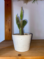 A single cactus, full of character and charm, stands proudly in a minimalist white pot. Nestled on a wooden shelf against a neutral backdrop. UGC.