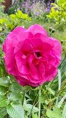 Rose rouge au printemps