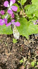 flower in the garden 