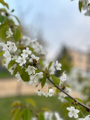 A large striped bumblebee in the evening collects nectar from white cherry blossoms on a tree branch at sunset in spring