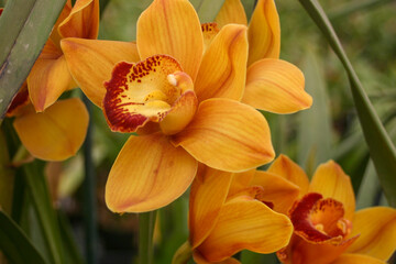 An Orange Orchid Bloom close up.